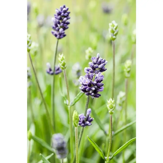 Piardino Lavendel 6er Pack - Lavandula angustifolium, Topfgröße: 9 cm, Lavendelblau - Detailaufnahme