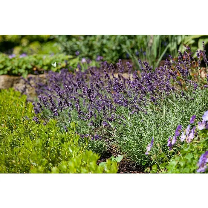 Piardino Lavendel 6er Pack - Lavandula angustifolium, Topfgröße: 9 cm, Lavendelblau - Detailaufnahme