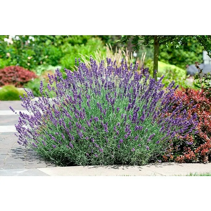 Piardino Lavendel - Lavandula angustifolia 'Premium Provence', Topfgröße: 19 cm, Violettblau - Detailaufnahme