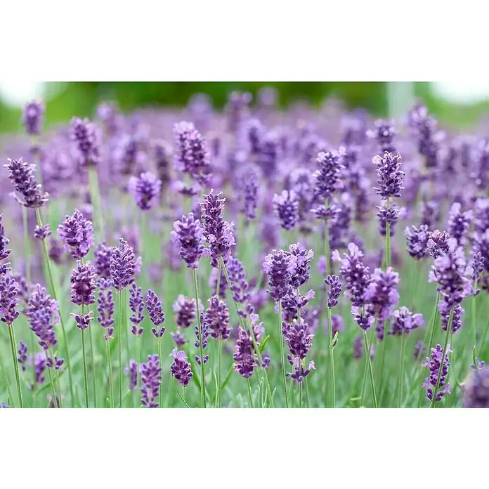 Piardino Lavendel - Lavandula angustifolia 'Premium Provence', Topfgröße: 19 cm, Violettblau - Detailaufnahme