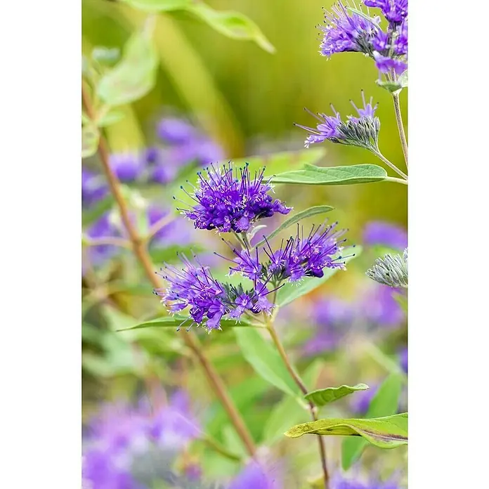 Piardino Bartblume - Caryopteris clandonensis - Detailaufnahme