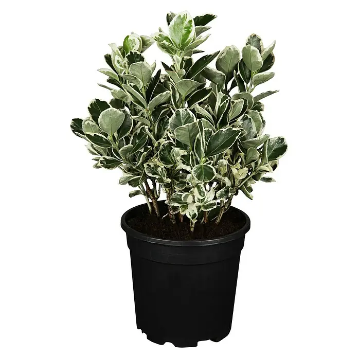 Spindelstrauch - Euonymus japonicus 'Kathy'(s), Dunkelgrün/Weiß - Vorderansicht
