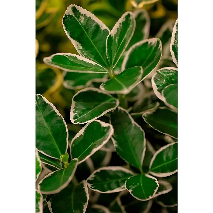 Spindelstrauch - Euonymus japonicus 'Kathy'(s), Dunkelgrün/Weiß - Detailaufnahme