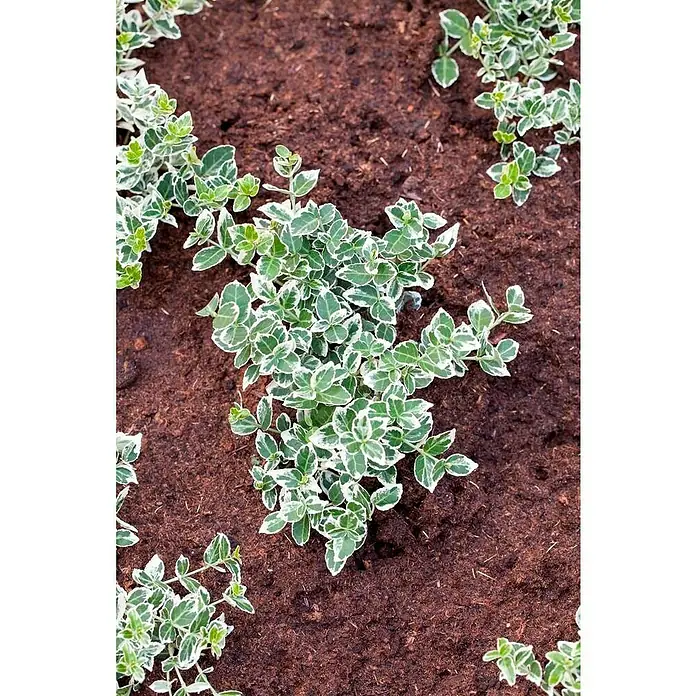 Spindelstrauch - Euonymus japonicus 'Kathy'(s), Dunkelgrün/Weiß - Detailaufnahme