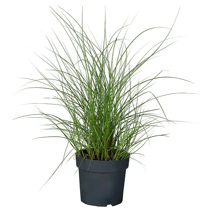 Piardino Garten-Chinaschilf - Miscanthus sinensis i.S., Topfvolumen: 5 l - Vorderansicht