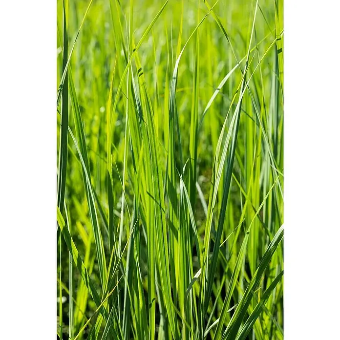 Piardino Garten-Chinaschilf - Miscanthus sinensis i.S., Topfvolumen: 5 l - Detailaufnahme