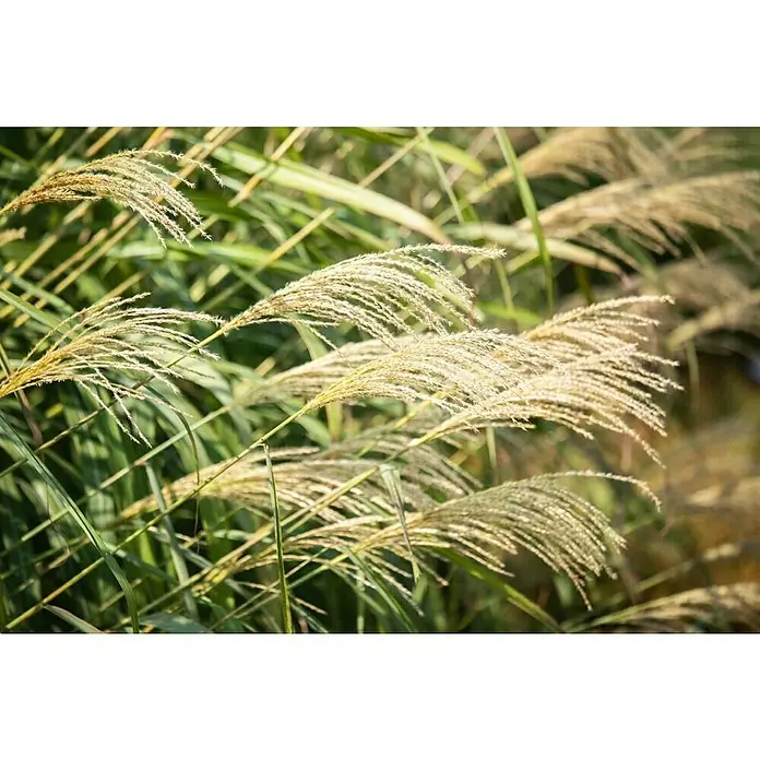 Piardino Garten-Chinaschilf - Miscanthus sinensis i.S., Topfvolumen: 5 l - Detailaufnahme