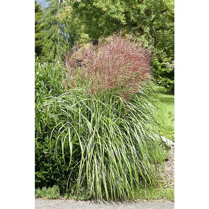 Piardino Garten-Chinaschilf - Miscanthus sinensis i.S., Topfvolumen: 5 l - Stimmungsaufnahme