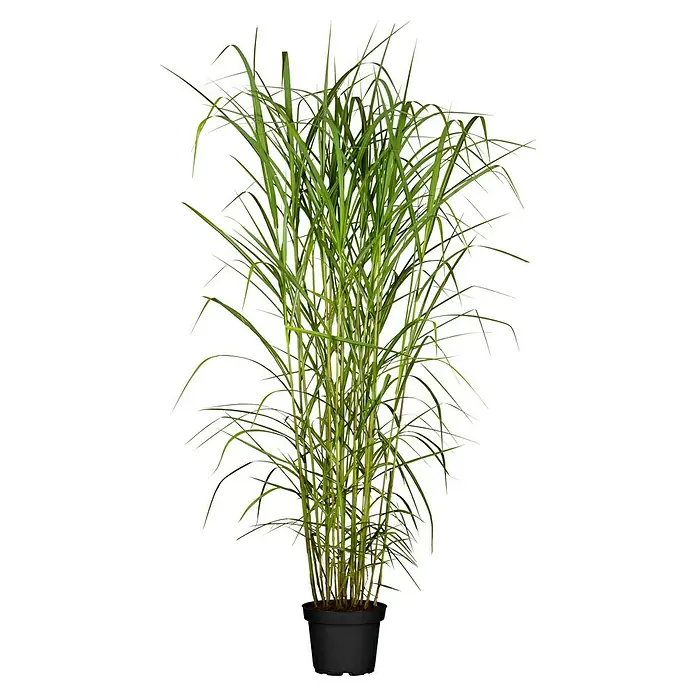 Garten-Chinaschilf XL - Miscanthus sinensis, Topfvolumen: 10 l - Vorderansicht