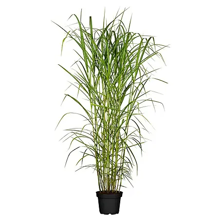 Garten-Chinaschilf XL