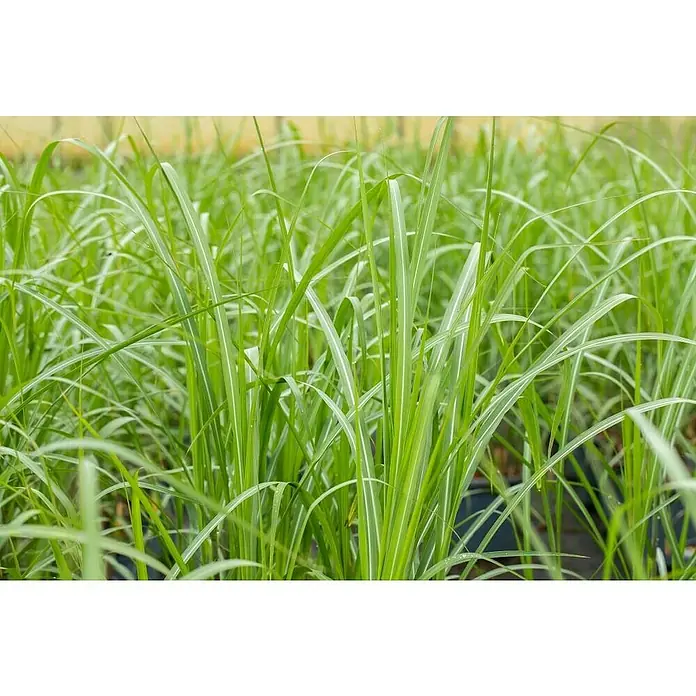 Garten-Chinaschilf XL - Miscanthus sinensis, Topfvolumen: 10 l - Detailaufnahme