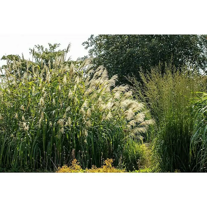 Garten-Chinaschilf XL - Miscanthus sinensis, Topfvolumen: 10 l - Detailaufnahme