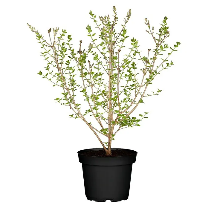Piardino Flieder - Syringa meyeri in Sorten - Vorderansicht