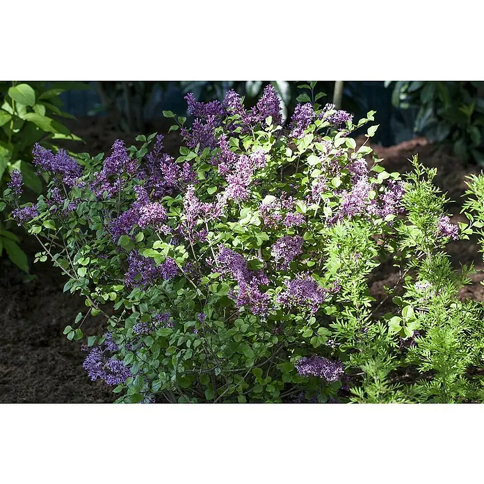 Piardino Flieder - Syringa meyeri in Sorten - Detailaufnahme