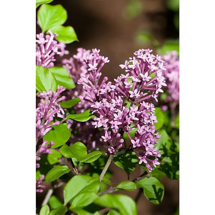 Piardino Flieder - Syringa meyeri in Sorten - Detailaufnahme