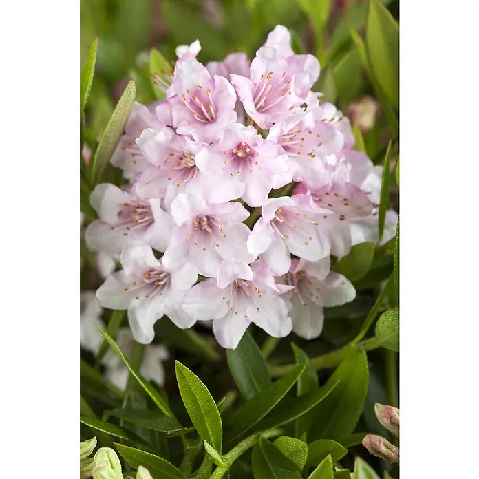Piardino Zwergrhododendron - Rhododendron micranthum 'Bloombux', Topfgröße: 17 cm - Detailaufnahme
