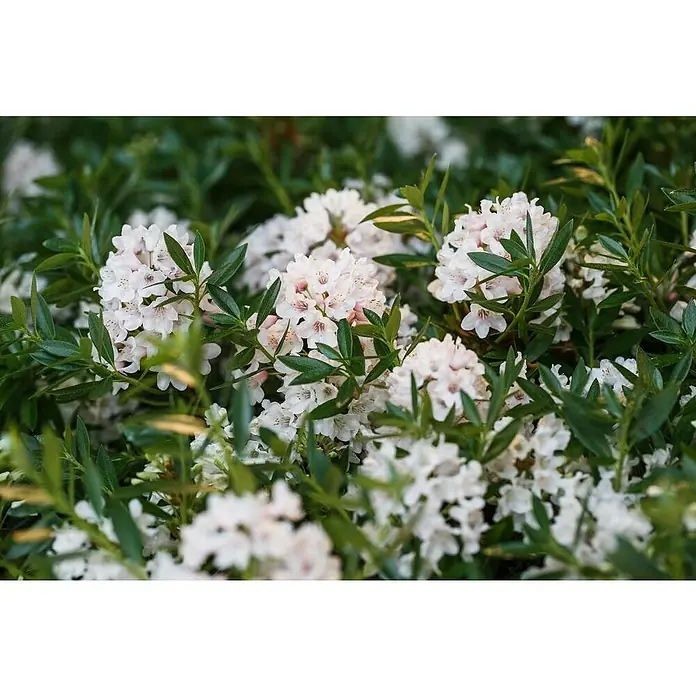 Piardino Zwergrhododendron - Rhododendron micranthum 'Bloombux', Topfgröße: 17 cm - Detailaufnahme