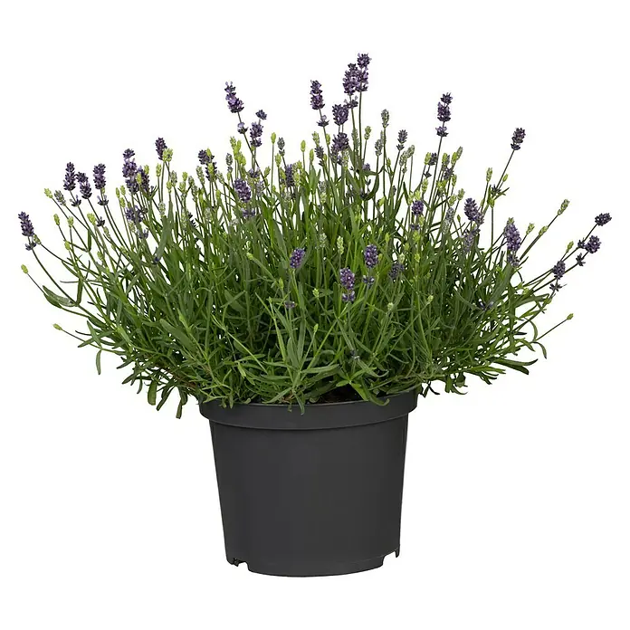 Piardino Lavendel - Lavandula Angustifolia 'Felice', Topfgröße: 12 cm, Violett - Vorderansicht