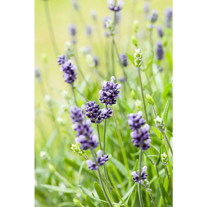 Piardino Lavendel - Lavandula Angustifolia 'Felice', Topfgröße: 12 cm, Violett - Detailaufnahme