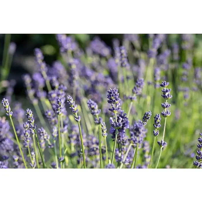 Piardino Lavendel - Lavandula Angustifolia 'Felice', Topfgröße: 12 cm, Violett - Detailaufnahme
