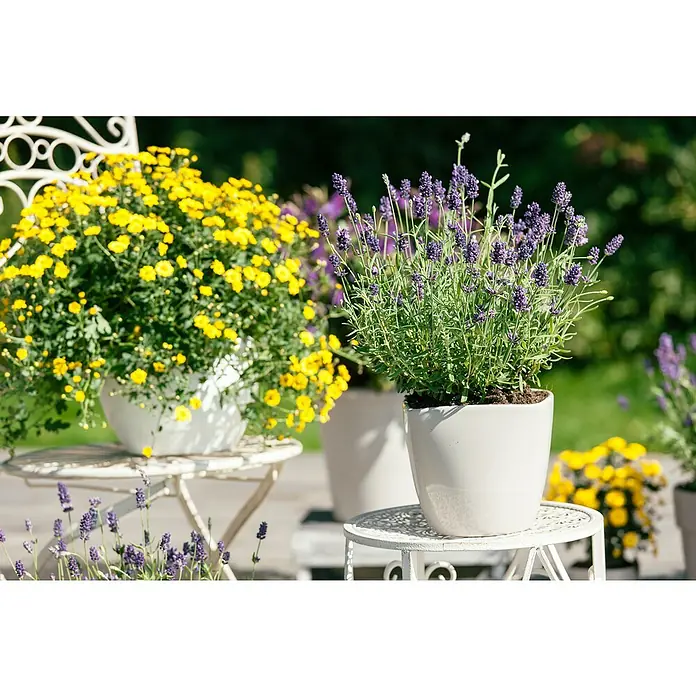 Piardino Lavendel - Lavandula Angustifolia 'Felice', Topfgröße: 12 cm, Violett - Stimmungsaufnahme