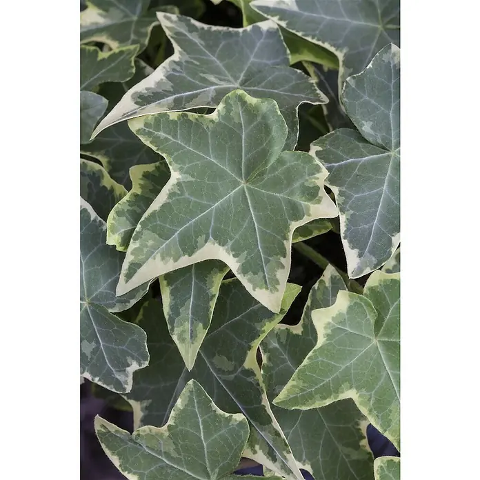 Piardino Efeu 'Glacier' - Hedera helix 'Glacier', Grün/Gelb - Detailaufnahme