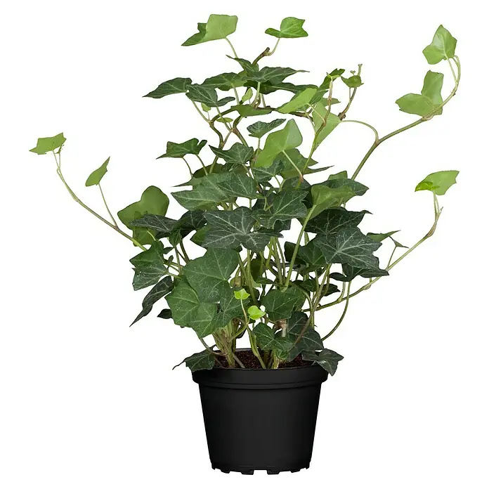Piardino Efeu grünlaubig - Hedera helix, Grün/Gelb - Vorderansicht
