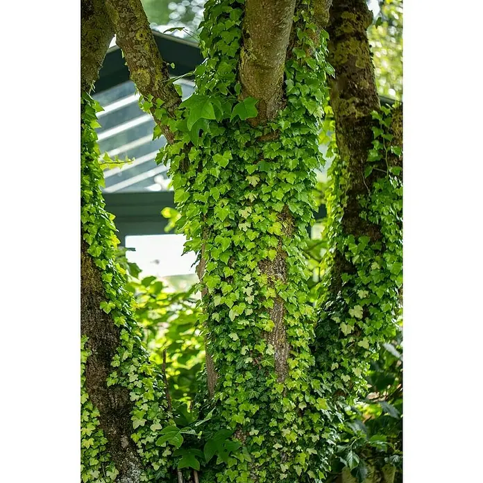 Piardino Efeu grünlaubig - Hedera helix, Grün/Gelb - Detailaufnahme