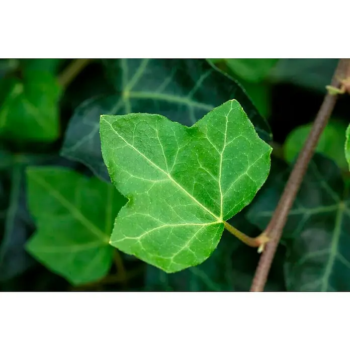 Piardino Efeu grünlaubig - Hedera helix, Grün/Gelb - Detailaufnahme