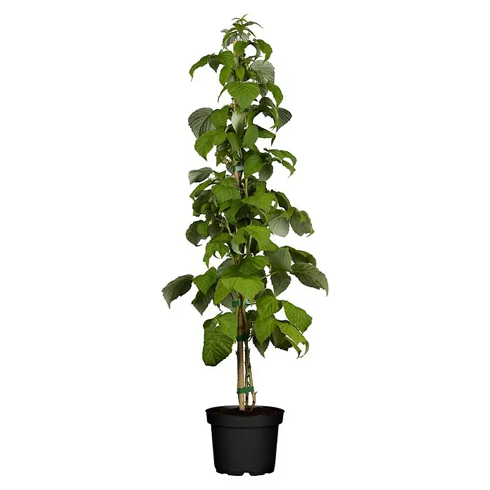 Piardino Himbeere - Rubus idaeus 'Schönemann', Topfgröße: 17 cm, Erntezeit: August - Oktober - Vorderansicht