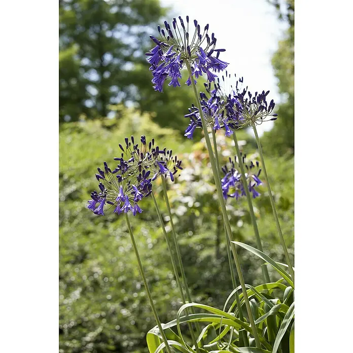 Piardino Staude Schmucklilie - Agapanthus africanus 'Summer Love' - Stimmungsaufnahme