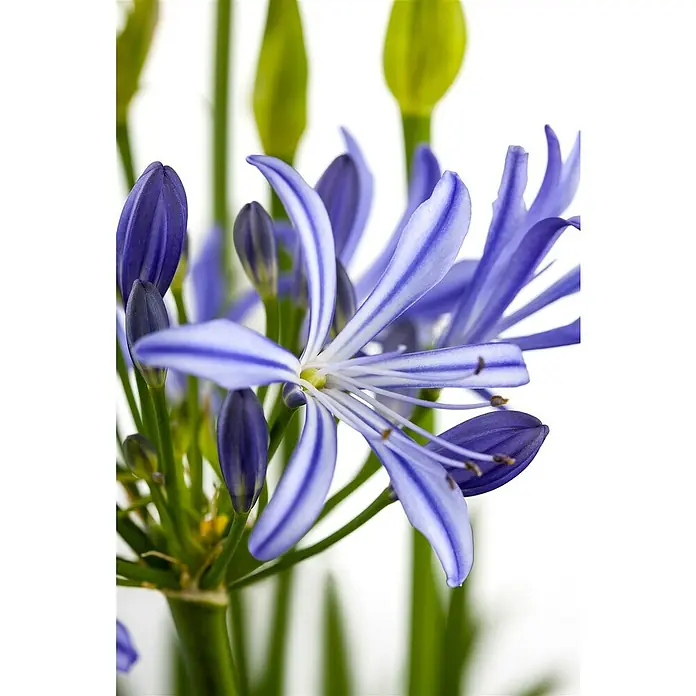 Piardino Staude Schmucklilie - Agapanthus africanus 'Summer Love' - Detailaufnahme