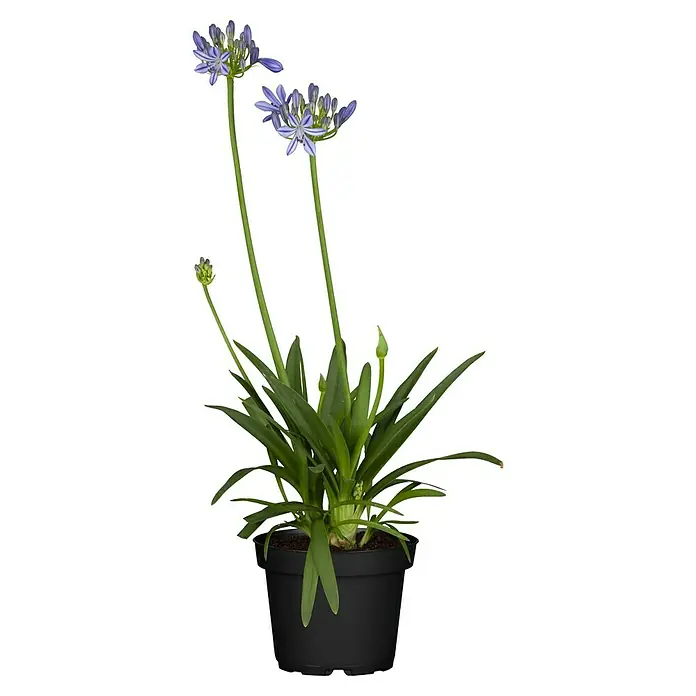Piardino Staude Schmucklilie - Agapanthus africanus 'Summer Love' - Vorderansicht