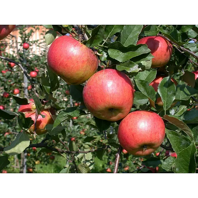 Piardino Apfelbaum - Malus domestica Topaz, Erntezeit: September - Oktober - Detailaufnahme