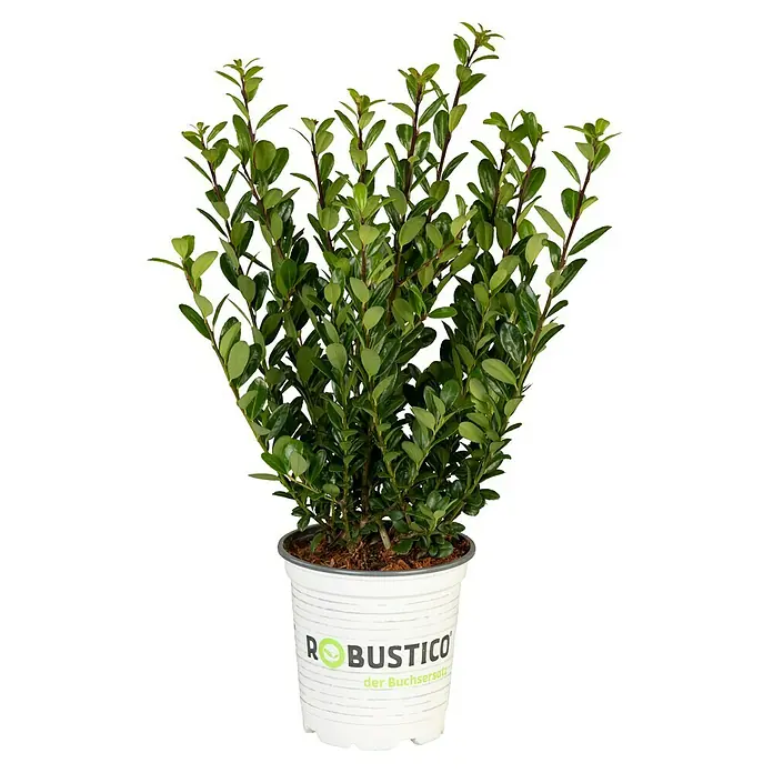 Bergilex - Ilex crenata 'Robustico', Topfvolumen: 10 l, Aktuelle Wuchshöhe: 80 cm - 100 cm - Vorderansicht