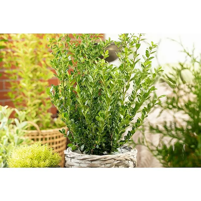 Japan-Stechpalme - Ilex crenata 'Robustico', Topfgröße: 26 cm - Detailaufnahme