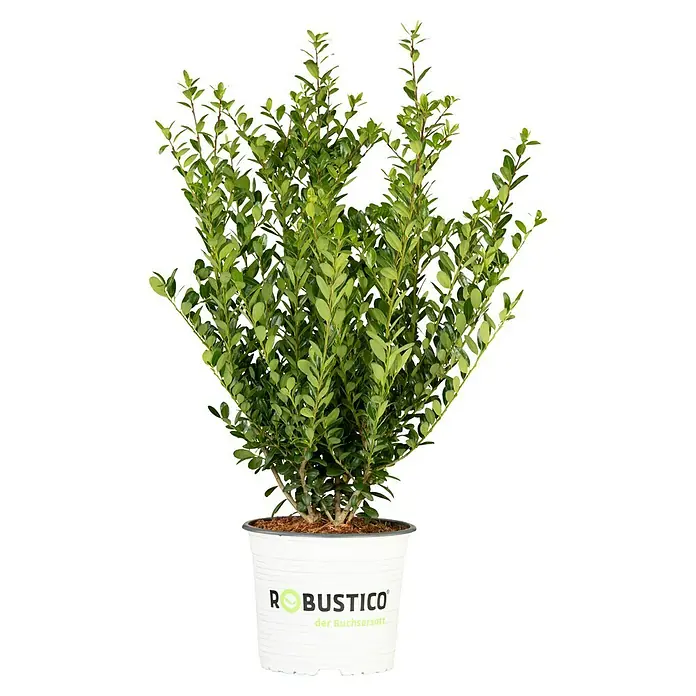 Bergilex - Ilex crenata 'Robustico', Topfvolumen: 10 l, Aktuelle Wuchshöhe: 80 cm - 100 cm - Vorderansicht