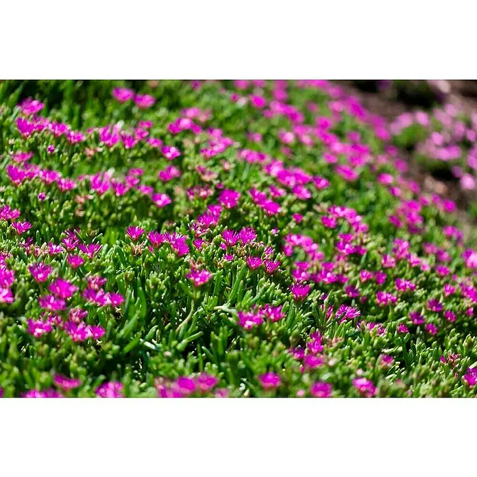 Piardino Mesembrianthemum - Mesembrianthemum, Tamaño de maceta: 18 cm, En función de la variedad - Foto ambiente