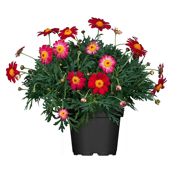Piardino Gänseblümchen - Argyranthemum frutescens, Topfgröße: 18 cm - Vorderansicht