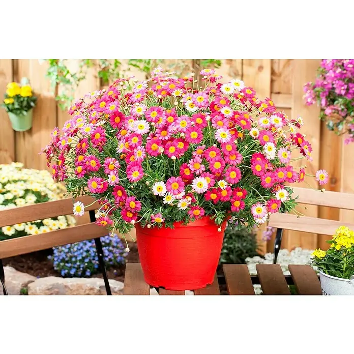 Piardino Gänseblümchen - Argyranthemum frutescens, Topfgröße: 18 cm - Stimmungsaufnahme