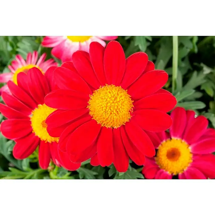 Piardino Gänseblümchen - Argyranthemum frutescens, Topfgröße: 18 cm - Stimmungsaufnahme