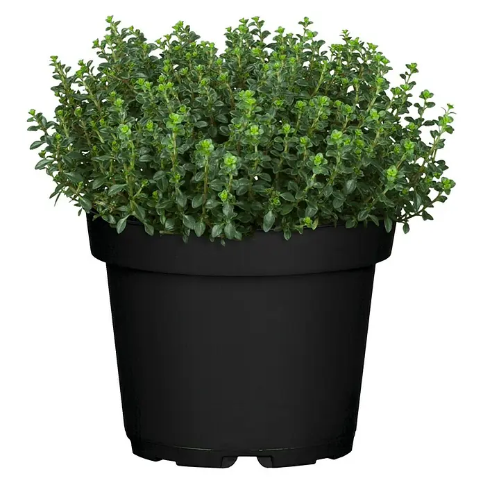 Piardino Tomillo - Thymus vulgaris, Tamaño de maceta: 25 cm - Vista frontal