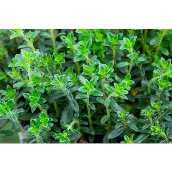 Piardino Tomillo - Thymus vulgaris, Tamaño de maceta: 25 cm - Foto ambiente