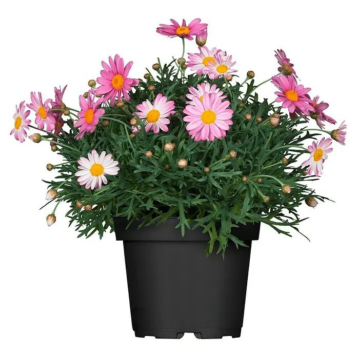 Piardino Strauchmargerite - Argyranthemum frutescens 'Stella', Topfgröße: 18 cm, Rosa - Vorderansicht
