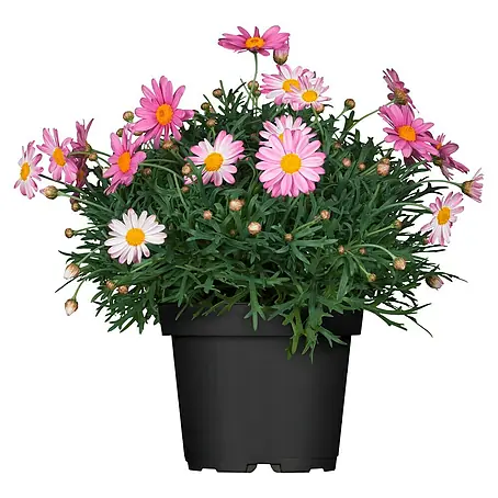 Piardino  Strauchmargerite