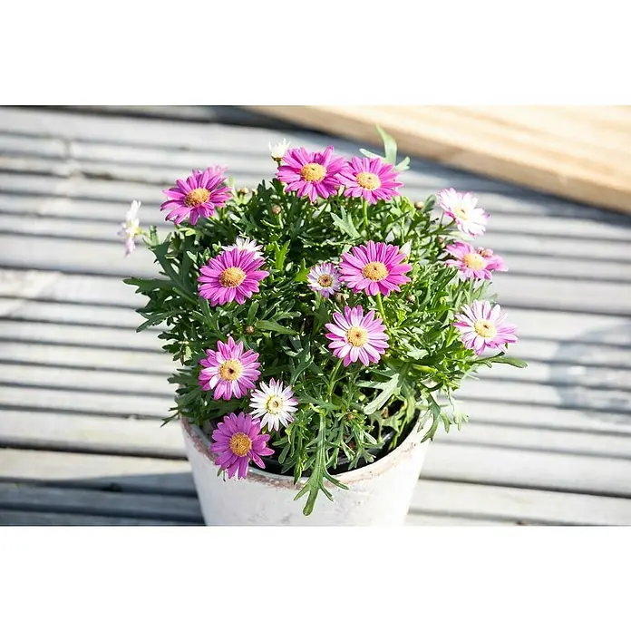 Piardino Strauchmargerite - Argyranthemum frutescens 'Stella', Topfgröße: 18 cm, Rosa - Stimmungsaufnahme