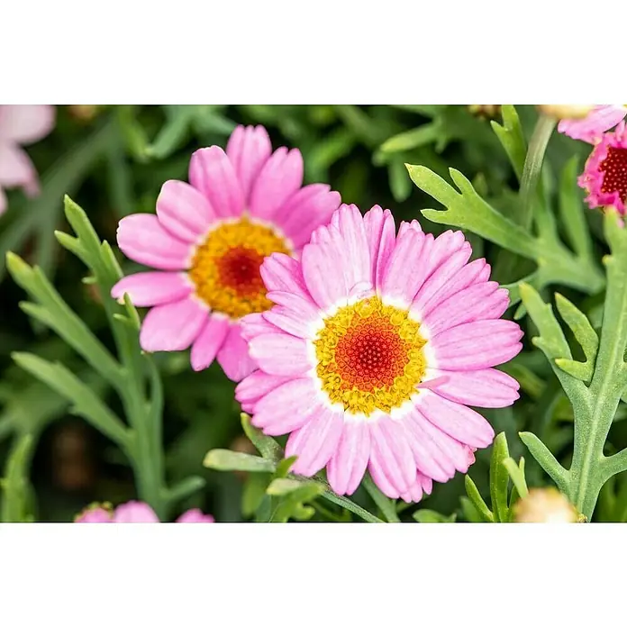 Piardino Strauchmargerite - Argyranthemum frutescens 'Stella', Topfgröße: 18 cm, Rosa - Stimmungsaufnahme