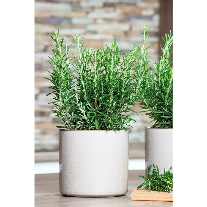 Piardino Rosmarin - Rosmarinus officinalis, Topfgröße: 25 cm - Stimmungsaufnahme