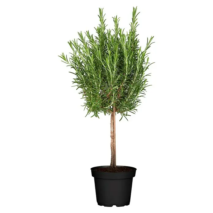 Piardino Rosmarin Stämmchen - Rosmarinus officinalis, Topfgröße: 18 cm - Vorderansicht