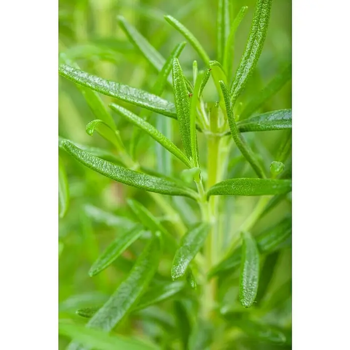 Piardino Rosmarin Stämmchen - Rosmarinus officinalis, Topfgröße: 18 cm - Stimmungsaufnahme